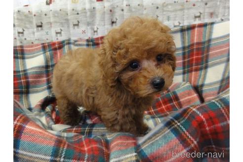 成約済の宮城県のトイプードル-216569の3枚目